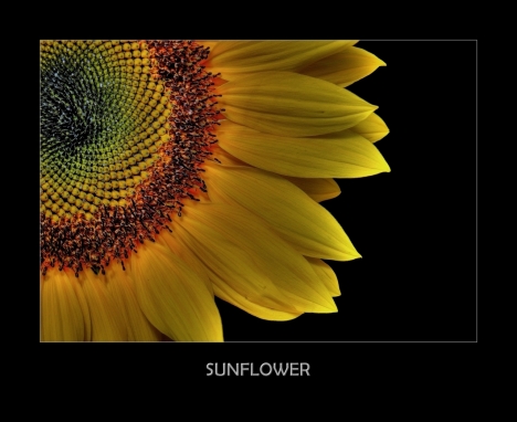 platz_92_sunflower_-fotograf_benschi_-....jpg