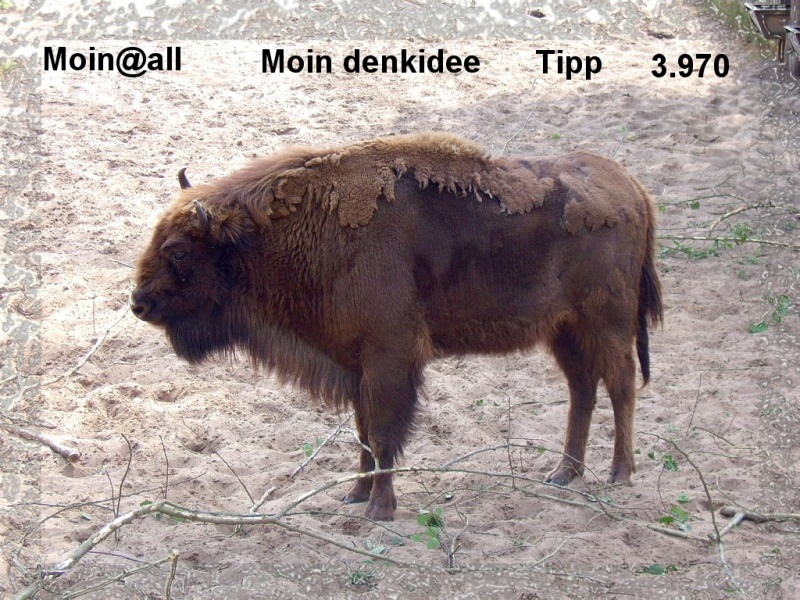 wisent_000.jpg