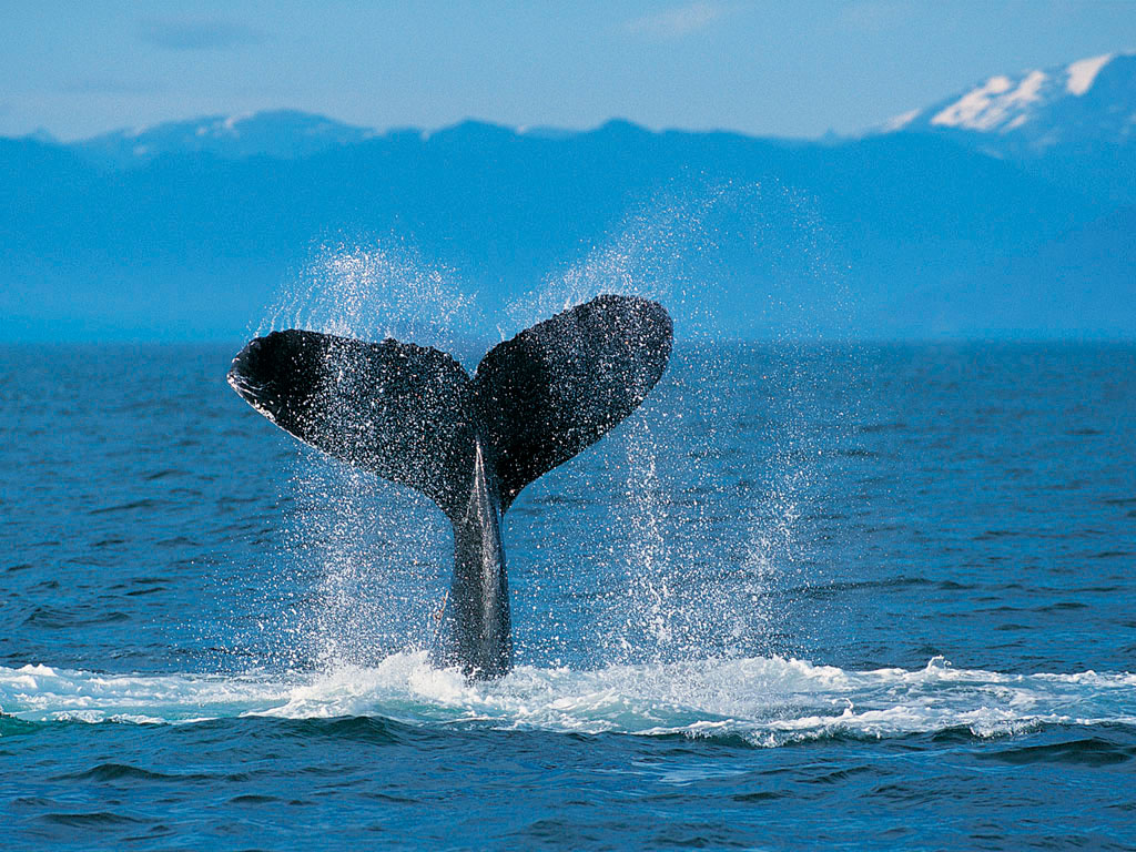 humpback_whale.jpg