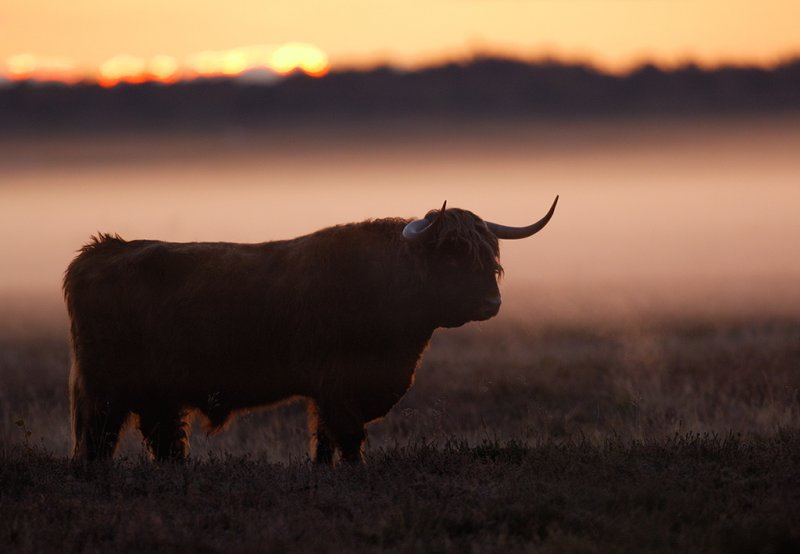 highland-bullemorgen-rot.jpg