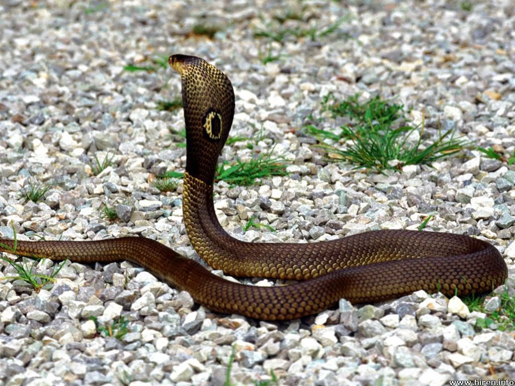 monocled-cobra.jpg