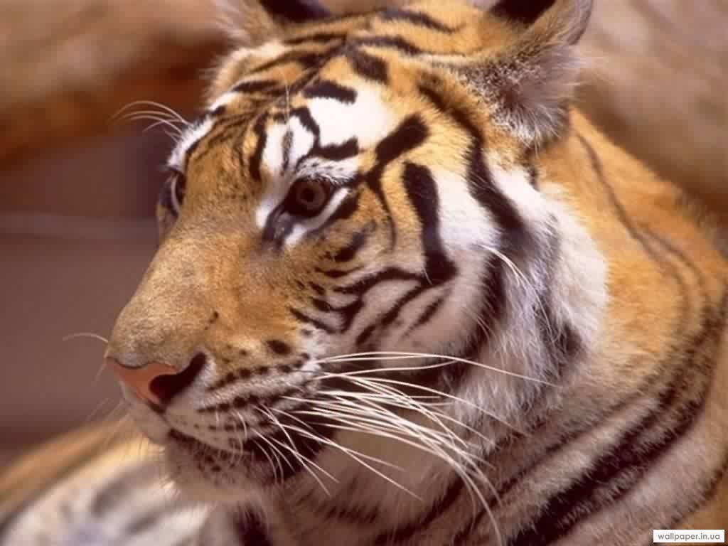 3745_tigres_018.jpg