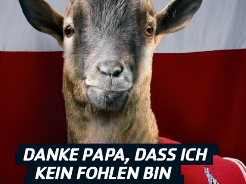 kein_fohlen.jpg