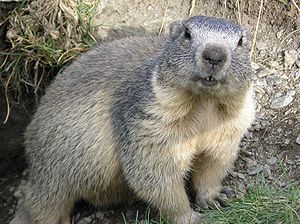 300px-marmota_marmota_alpes2.jpg