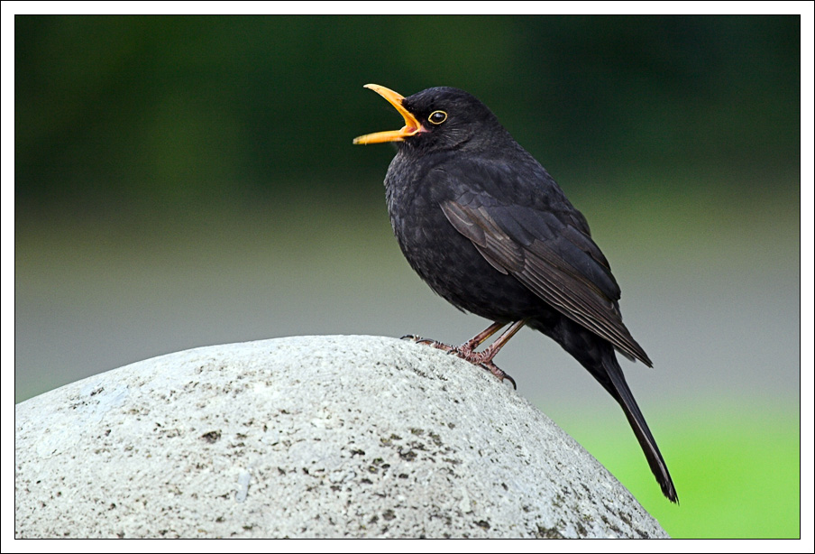 amsel-singt.jpg