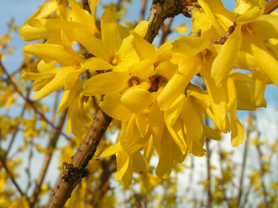 90_forsythien.jpg