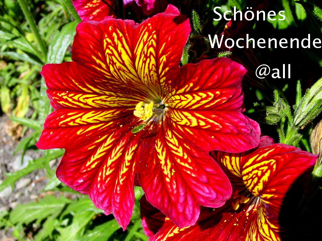 salpiglossis.jpg