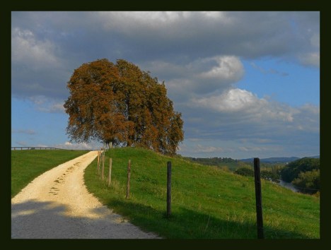 platz_37___kastanie_-_fotograf__brimula_-....jpg