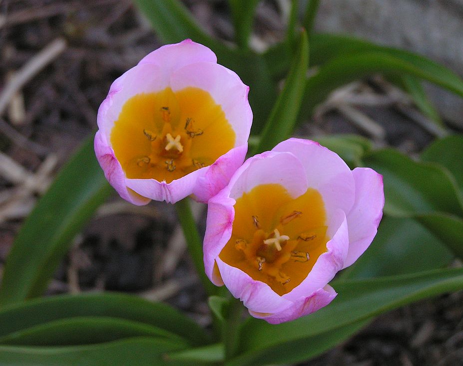 tulpe_lw.jpg