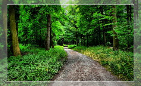 platz_34___waldweg_hdr_-....jpg