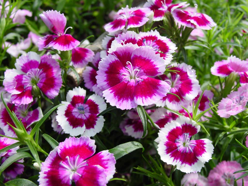 dianthus__20(sweet_20william).jpg