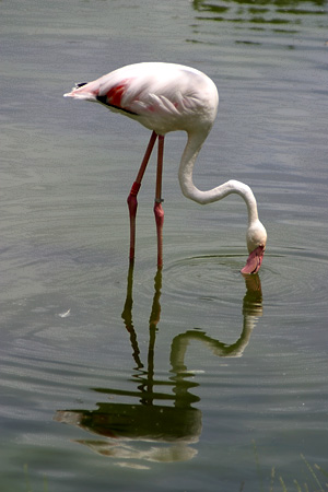 flamingo1.jpg