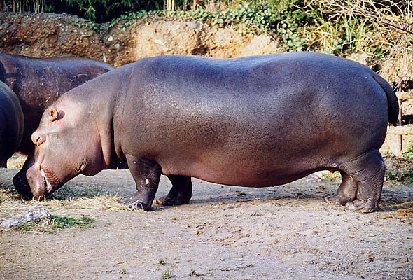 hippo1.jpg