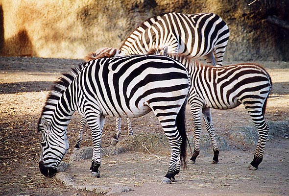 zebra1.jpg