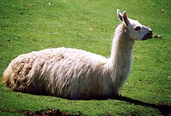 lama1.jpg