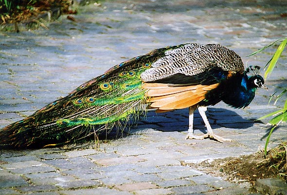 pfau1.jpg