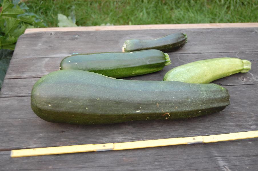 zucchini.jpg