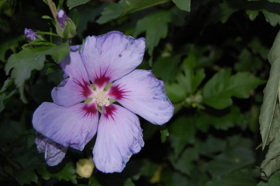 hibiscus(nachbarin).jpg