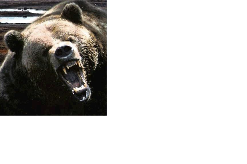 very_bear.jpg