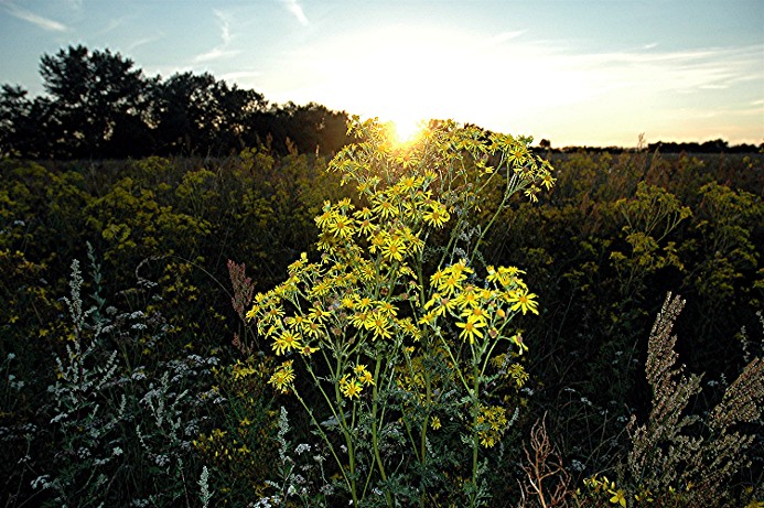 Blumen_und_Sonnenuntergang.jpg