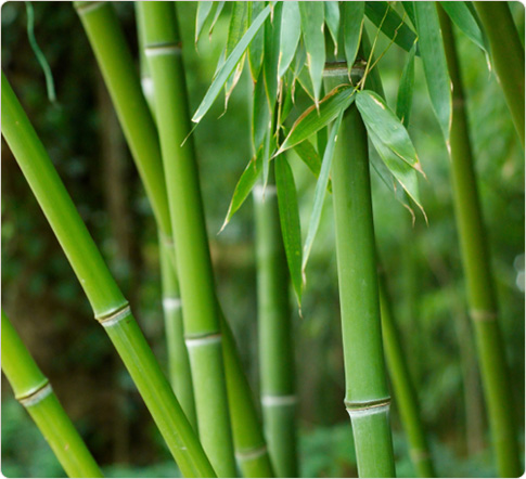 bamboo.jpg