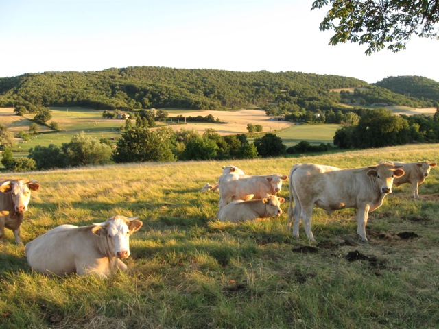 vaches_en_provence.jpg