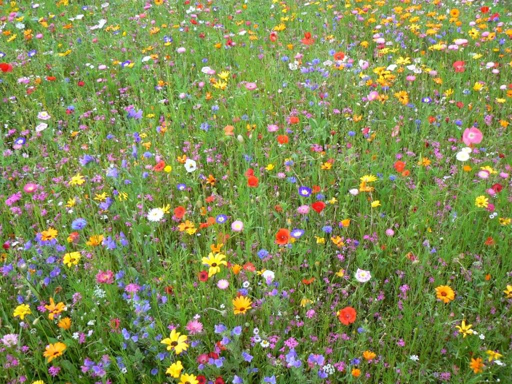 blumenwiese_bunte_blumen_viele_blumen_samen....jpg