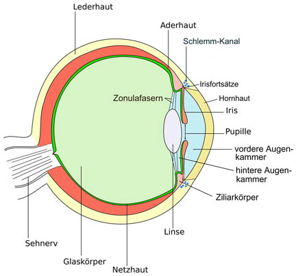 auge.jpg