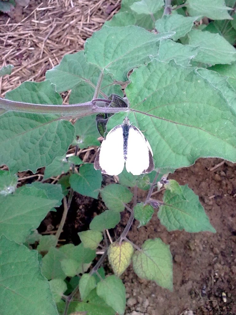 schmetterling.jpg