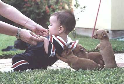 hunde-heben-kind-hoch.jpg