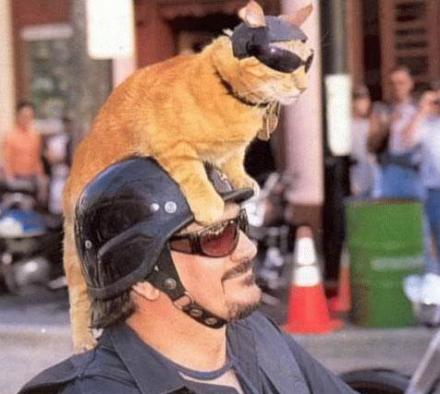 biker-und-katze-im-partnerlook.jpg