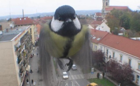 meise-fliegt-vor-fenster.jpg