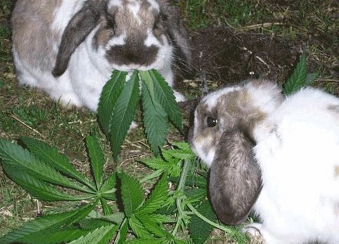 hasen-naschen-cannabis.jpg