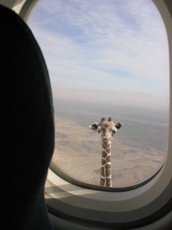 giraffe-im-flugzeug.jpg