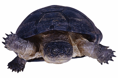 turtle-2151.jpg