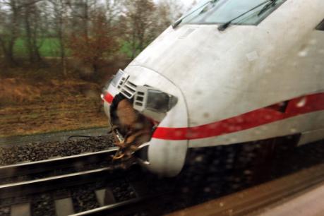 ice_bahn_hirsch_ha__265201c.jpg