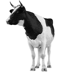 kuh00004.gif