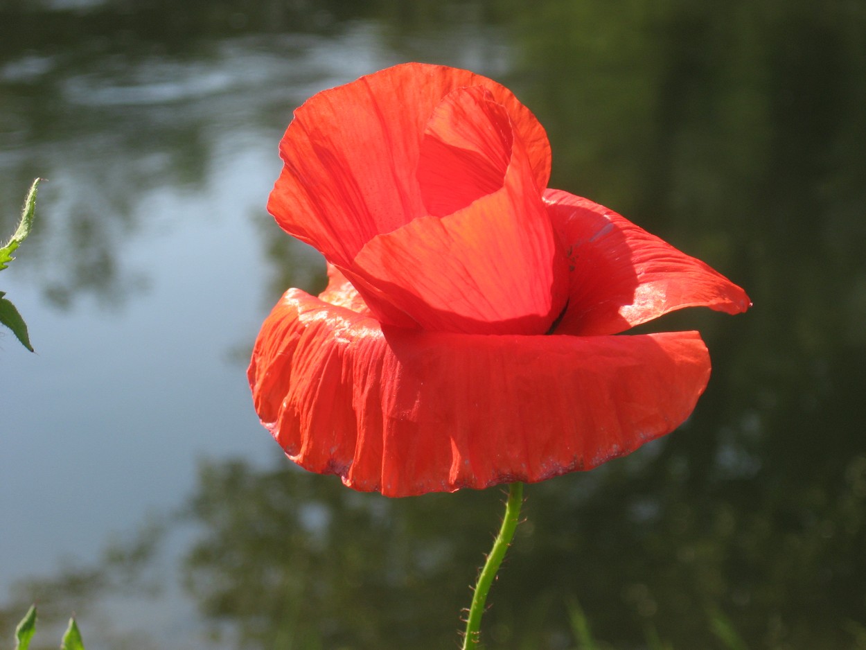 mohn_0415.jpg