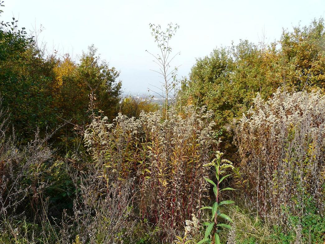 p1170334_-_kopie.jpg