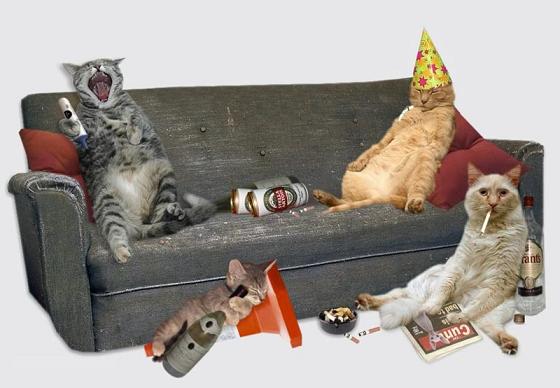 katzen_party.jpg