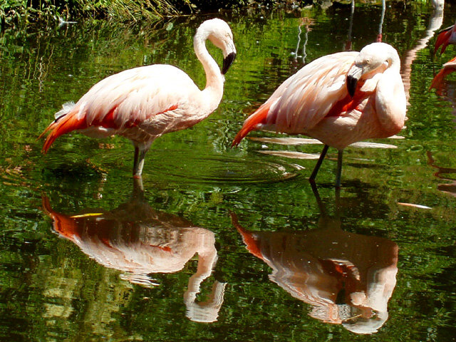 flamingos2.jpeg