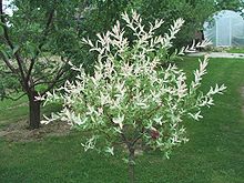 220px-salix_integra_a1.jpg