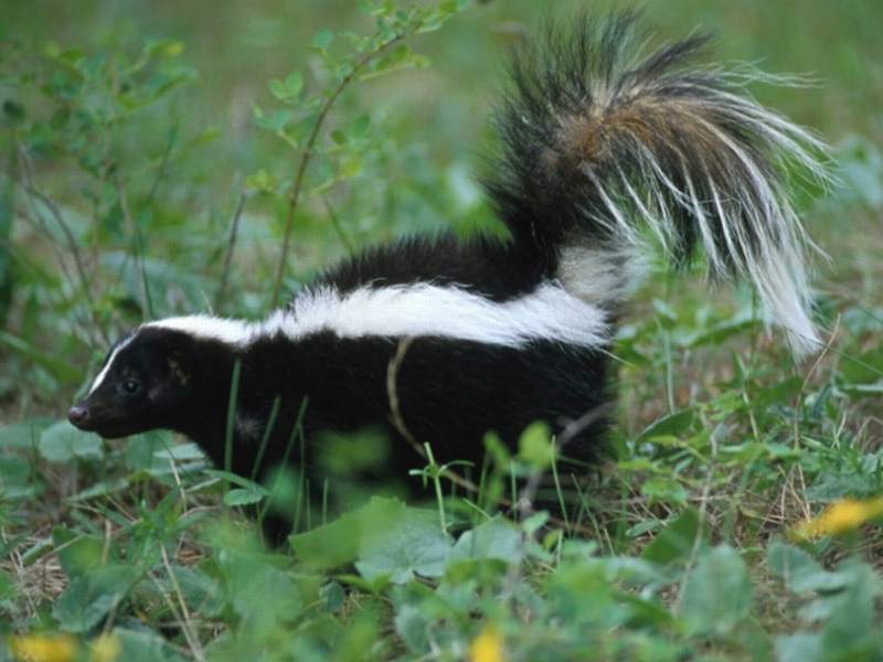 skunk.jpg