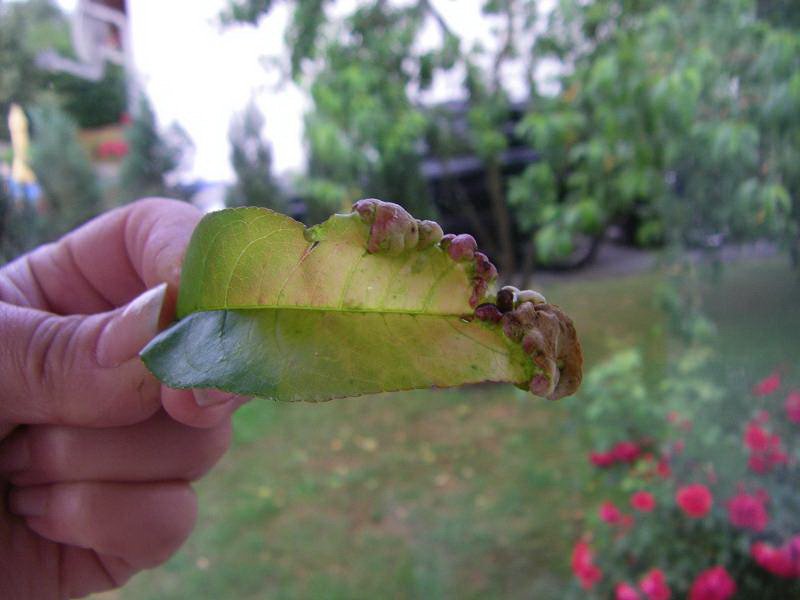 blatt_von_unserem_pfirsichbaum.jpg