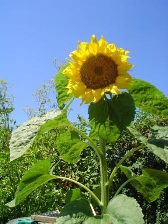 sonnenblume-andere-ansicht.jpg