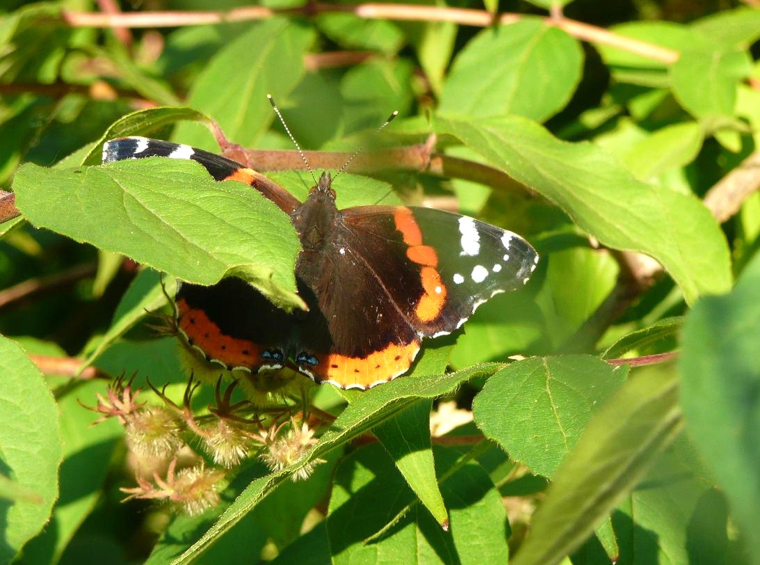 p1080433_schmetterling_i_kopie.jpg