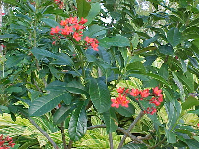 jatropha_busch_in_bluete.jpg