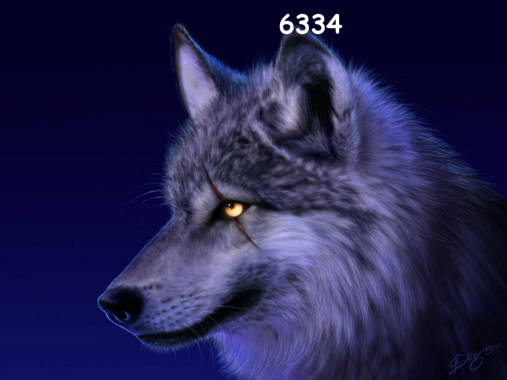 injured-wolf-.jpg