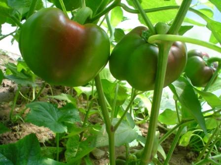 paprika-werden-rot.jpg