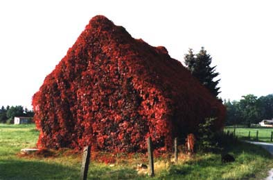 neues_haus_fuer_familie_obama.jpg